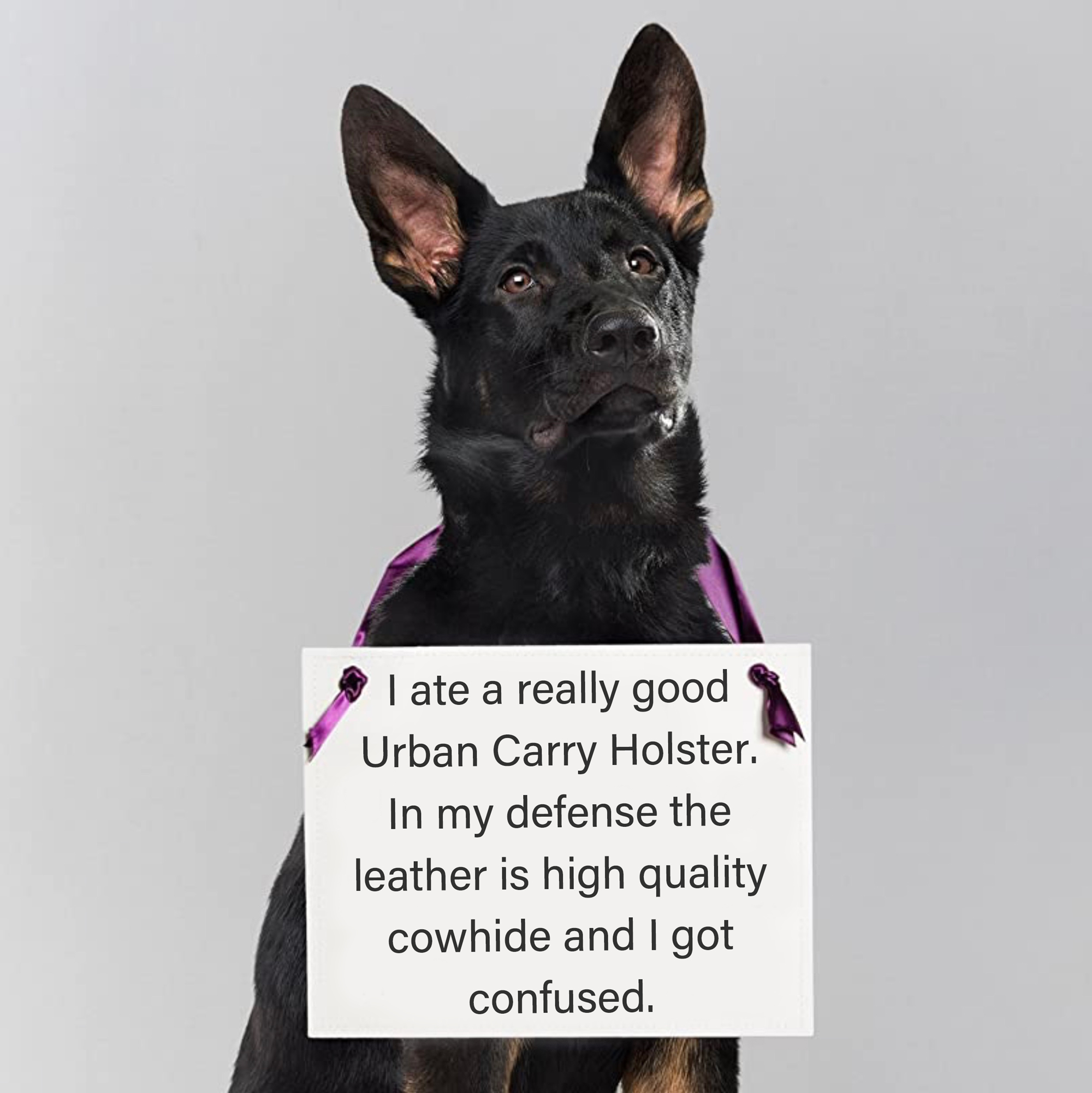 Dog-ate-my-holster1.jpg