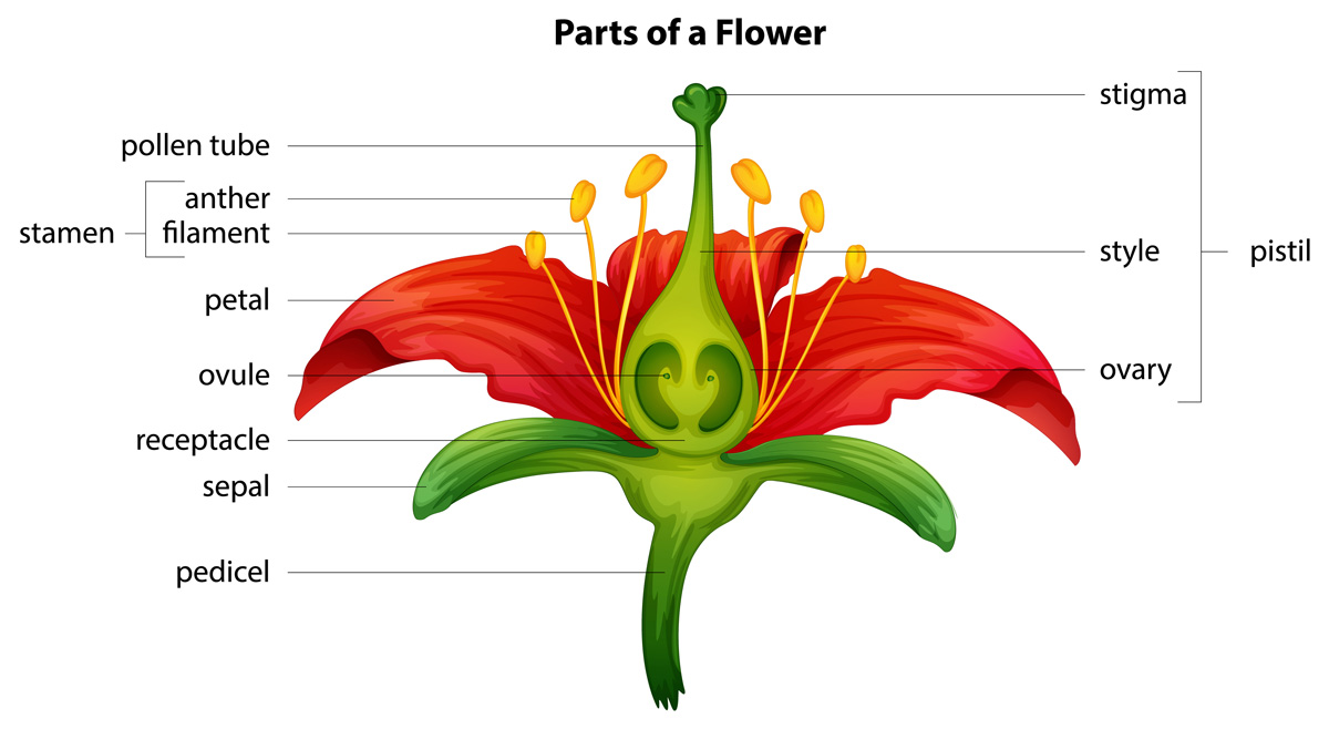 parts-of-a-flower.jpg
