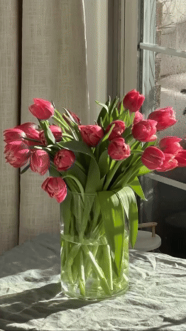 Tulip Timelapse 4x5.gif