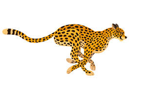 cheetah.jfif